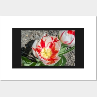 Rembrandt Tulips Posters and Art